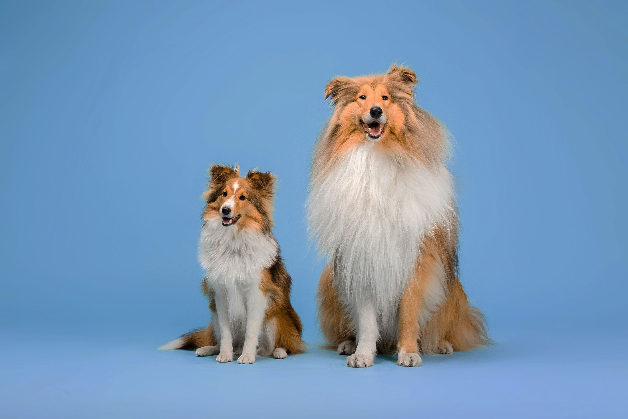 All Things Dog Store Blog